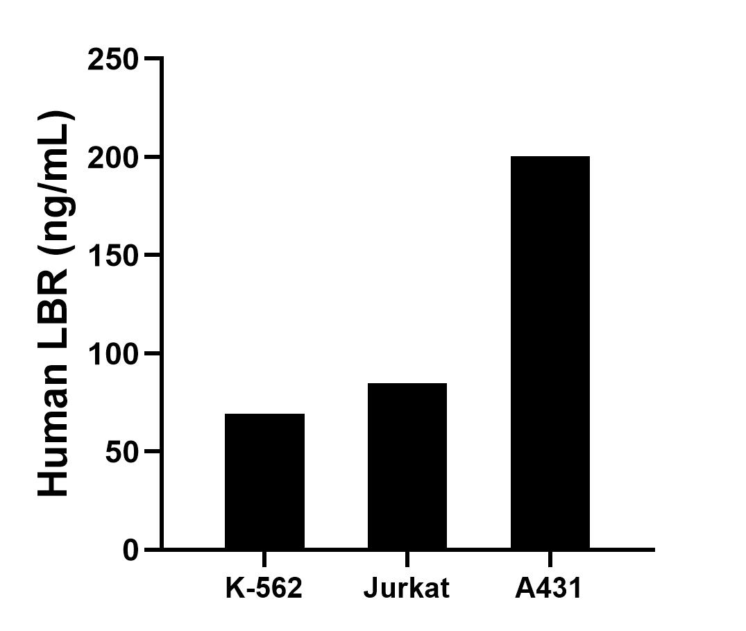 The mean LBR concentration was determined to be 69.49 ng/mL in K-562 cell extract based on a 2.40 mg/mL extract load, 84.74 ng/mL in Jurkat cell extract based on a 1.50 mg/mL extract load and 200.46 ng/mL in A431 cell extract based on a 1.50 mg/mL extract load.